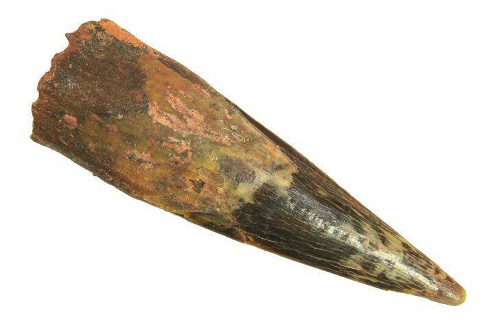 Fossil Pterosaur (Siroccopteryx) Tooth - Morocco #297052